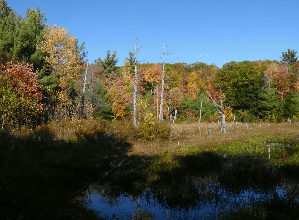 reconstructed pond image after quantization