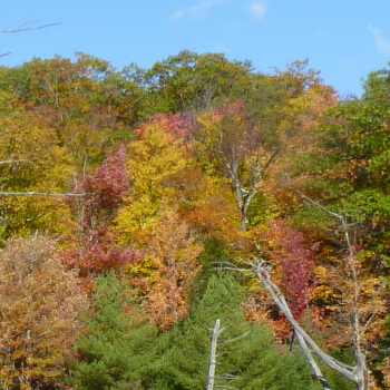 area of original pond image